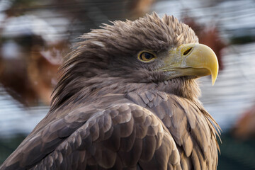 Sea eagle in captivity outdoors.