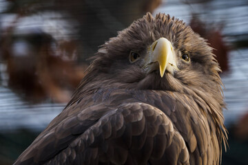 Sea eagle in captivity outdoors.