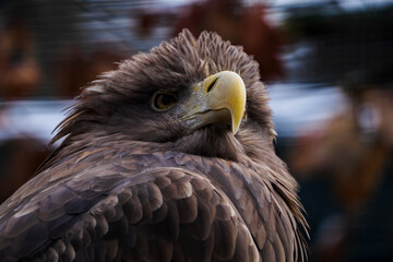 Sea eagle in captivity outdoors.