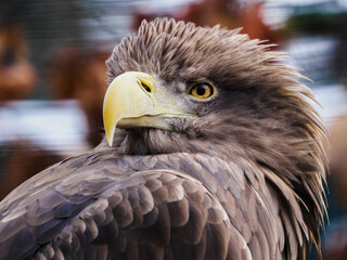 Sea eagle in captivity outdoors.