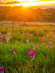 Fototapeta premium Pink Siam tulip surrounded with green field in Thailand