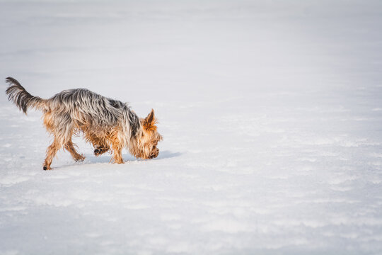 Yorkshire Terrier im Schnee