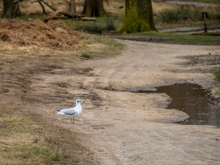 Black headed gull in moult in Richmond Park London. A long way from the sea.