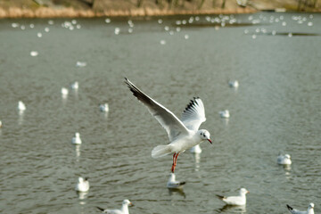 Seagulls of Kaliningrad fly on the summer lake.