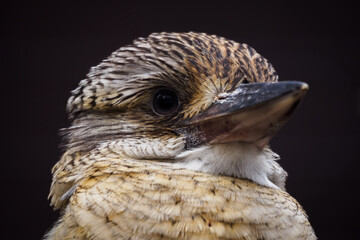 Dacelo - Blue-winged Teal adult bird.