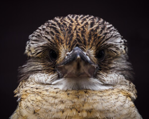 Dacelo - Blue-winged Teal adult bird.