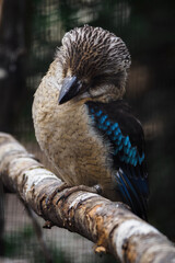 Dacelo - Blue-winged Teal adult bird.