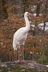 Siberian Crane outdoors in winter. 