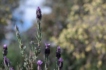 Lavanda selvatica