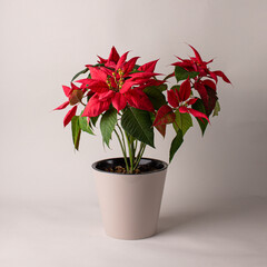 poinsettia, christmas flower