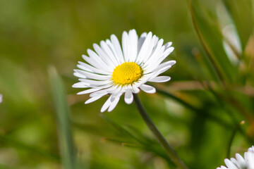 Fototapeta premium Spring flower of Common daisy (Bellis perennis) glowing on the field, is a common European species in the family Asteraceae, often considered the archetypal species of that name.Spring time.