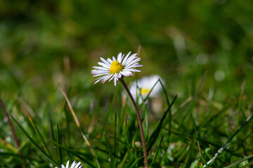 Spring flower of Common daisy (Bellis perennis) glowing on the field, is a common European species in the family Asteraceae, often considered the archetypal species of that name.Spring time.