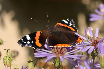 Vulcain (Vanessa atalanta)