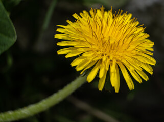 Dandelion. Freshly ripened yellow flower in all its beauty