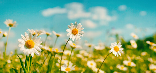 Bright beautiful wildflowers of chamomile in meadow on bright sunny day against blue sky with...