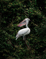 Pelican against a tree