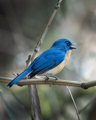 Blue bird singing