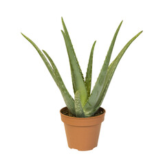 Aloé vera en pot