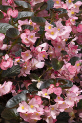 Bégonias nains rose pâle