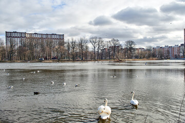 Obraz premium Kaliningrad swans swim on a summer lake.