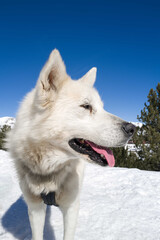 Portrait of the white dog on the snow