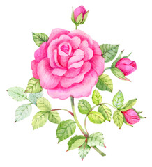 Pink watercolor rose. Botanical illustration. Digital clipart. Wedding design element