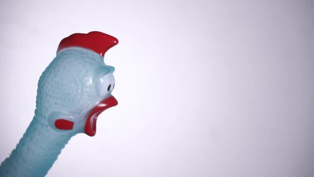 footage of rubber chicken white background 