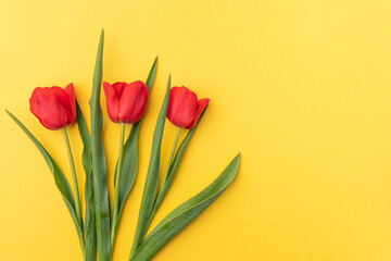 Three red tulips on a yellow background. Spring flowers. Free space for text. Spring vibes.