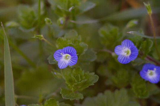 Fields flower of Veronica persica,The flowers are small and bright blue,is an annual winter annual herb that reproduces from seed.Mahomet Allum, used the plant to treat patients with heart trouble