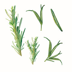 Rosemary elements. Watercolor realistic botanical objects. For decoration in design