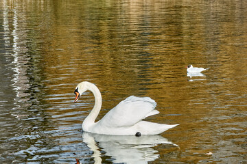 Kaliningrad swans swim on a summer lake.