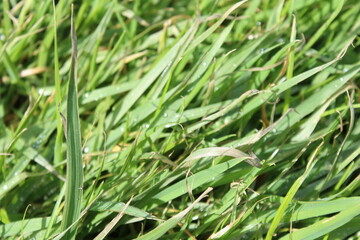 green grass background