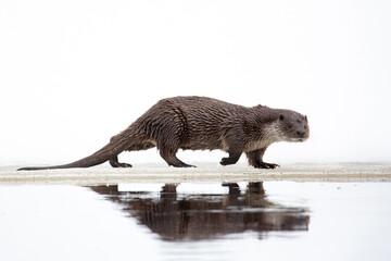 A river otter runs along the river bank. Reflection in water.  Lutra vulgaris.  White snow...