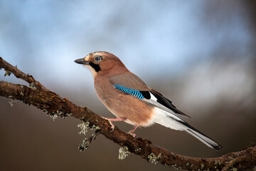 A jay is sitting on a branch with moss. Blurry brown-blue background. Mockingjay. Birds of Eurasia.