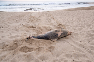 Dead dolphin washed up on beach in Portugal in winter. Wide angle.