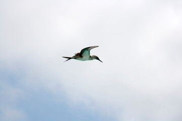 Blue footed Booby ( Sula nebouxii ) in flight, off the Galapagos Islands, Ecuador