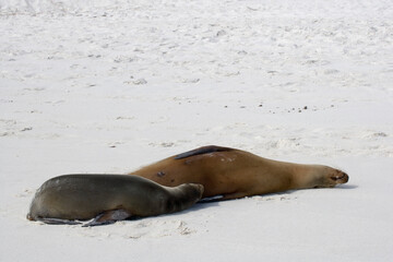 Galapagos Sea lion ( Zalophus wollebacki ) on a beach at Gardner Bay, Galapagos, Ecuador