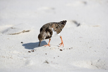 Ruddy Turnstone Arenaria interpres seaching for food on Espanola Island, Galapagos, Ecuador