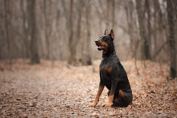 Sitting doberman in the autumn forest