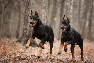 Two running dobermans