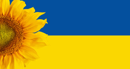 Ukraina, słoneczniki to symbol Ukrainy