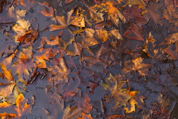 autumn leaves in water