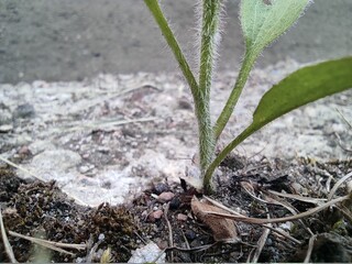 plant in the ground