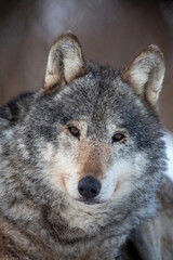 Portrait of a wolf. An ordinary wolf is a species of predatory mammals from the canine family. Close-up portrait of an animal