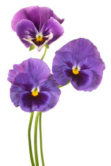 Fototapeta premium pansy flower