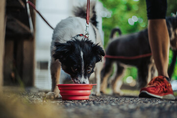 Beautiful dog drinking water from the portable bowl