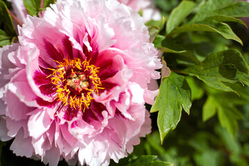 Floral spring or summer background. Pink tree peony flower close-up, copy space.