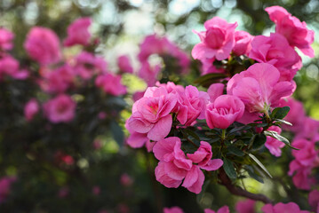 Fototapeta premium Spring or summer floral background with copy space. Bushes of blooming pink azaleas. Azalea flowers in full bloom. Selective focus, shallow depth of field.