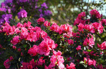 Spring or summer floral background. Pink and purple azalea flowers. Azalea flowers in full bloom. Selective focus, shallow depth of field.