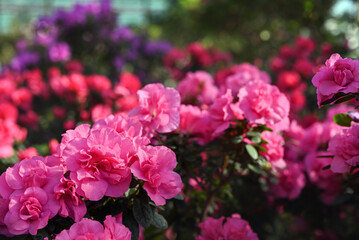 Spring or summer floral background. Pink and purple azalea flowers. Azalea flowers in full bloom. Selective focus, shallow depth of field.